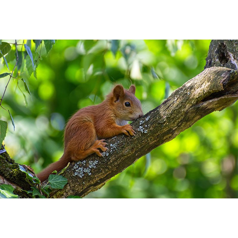 Lovely Squirrel Wallpaper Mural Decal Customized Modern Wall Covering for Bedroom