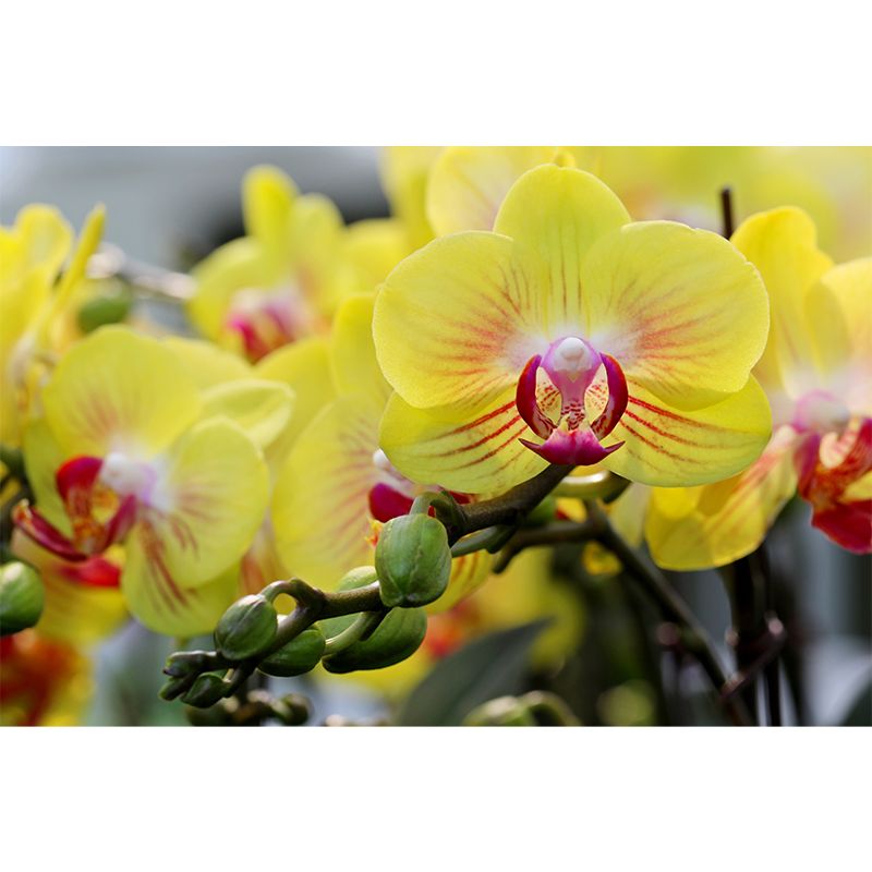 Modern Girl Room Decoration Orchid Mural Wallpaper, Custom Size Available