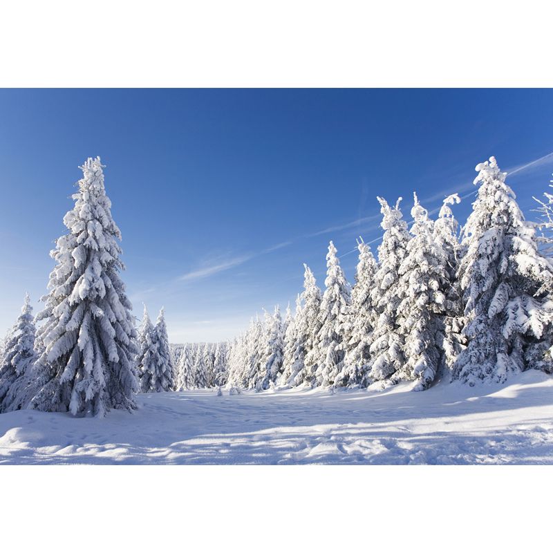 Contemporary Winter Cypress Mural Blue Snowy Scenery Wall Covering for Accent Wall