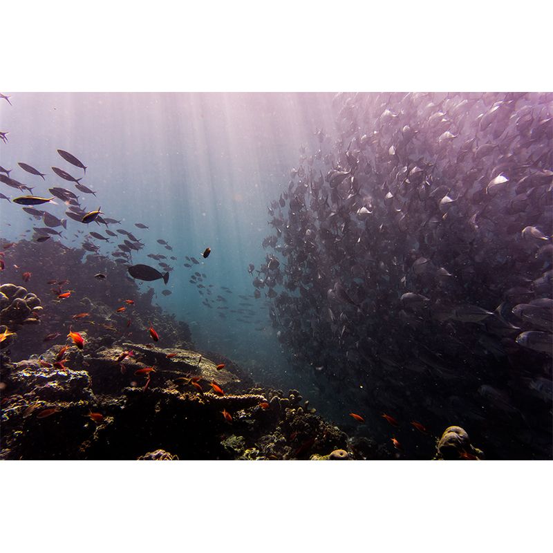 Underwater World Wall Mural Contemporary Decorative Living Room Wall Covering