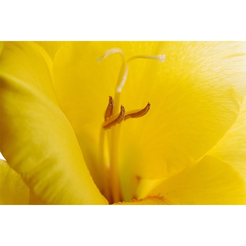 Gladiolus Wall Mural Decorative Mildew Resistant Home Decoration for Bedroom