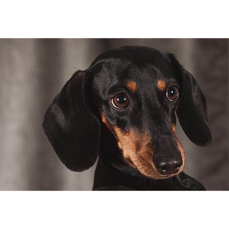 Lovely Dachshund Dog Mural Wall Decor Living Room Wall Covering for Decoration