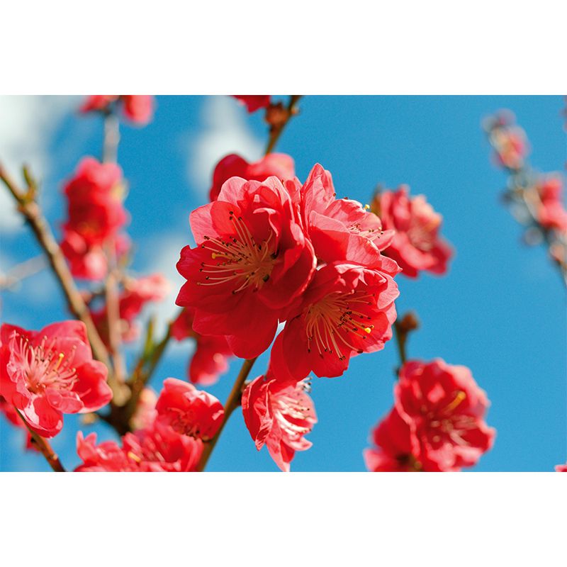 Peach Flower Blooming Wall Mural Photography Modern Living Room Wall Covering