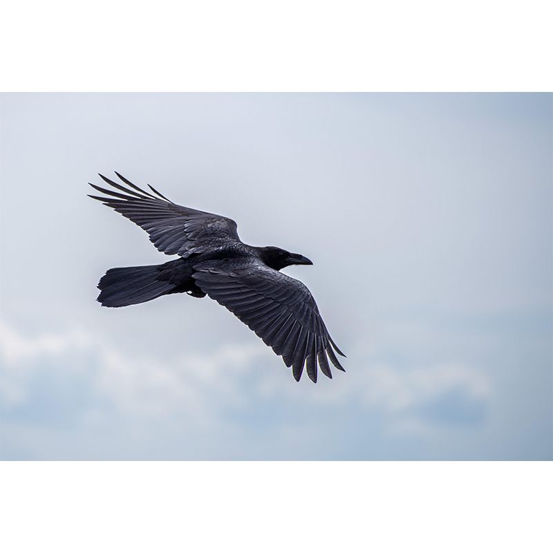 Modern Crow Mural Wallpaper Moisture Resistant Living Room Wall Covering