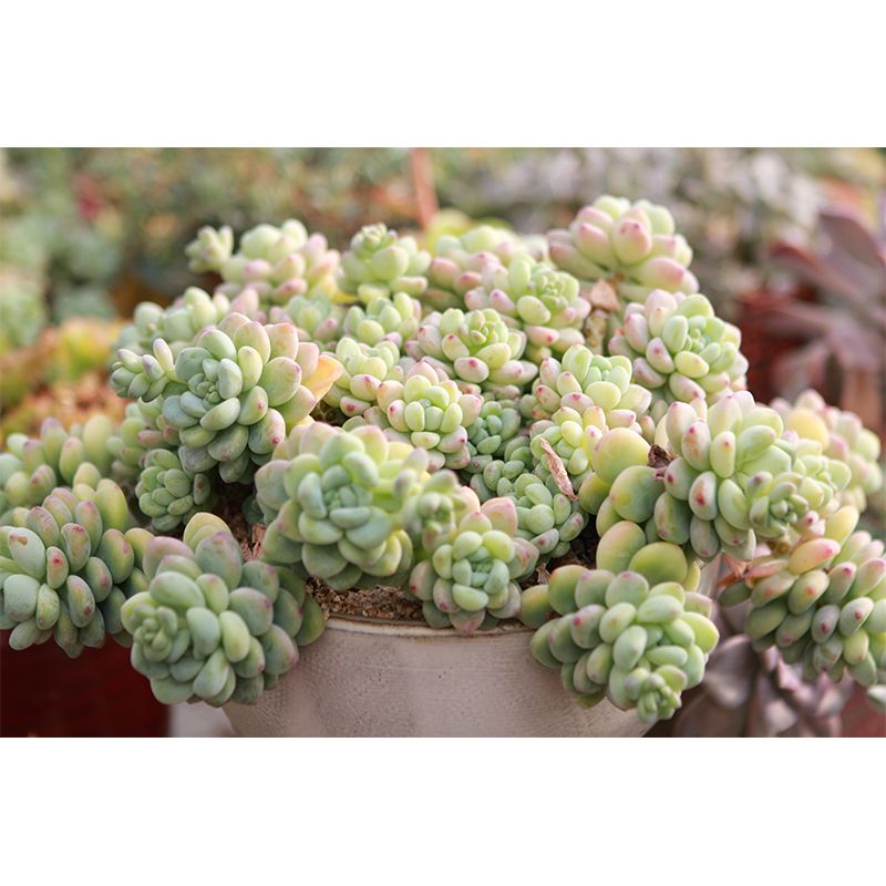 Vivid Green Plants Wall Decal Removable Wall Paper Murals Decoration for Bedroom