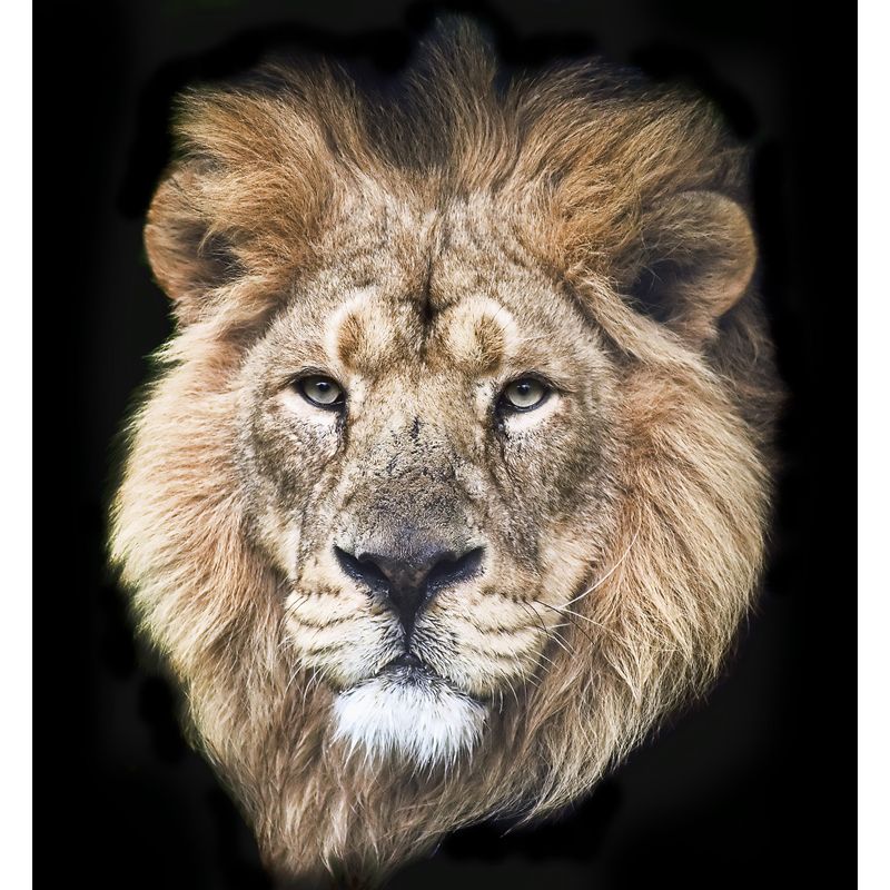 Moisture Resistant Lion Head Mural Personalized Modern Wall Decor for Living Room