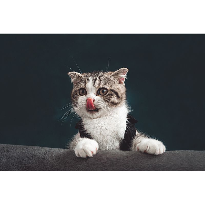 Animal Cat Mural Wallpaper Contemporary Moisture Resistant Wall Covering