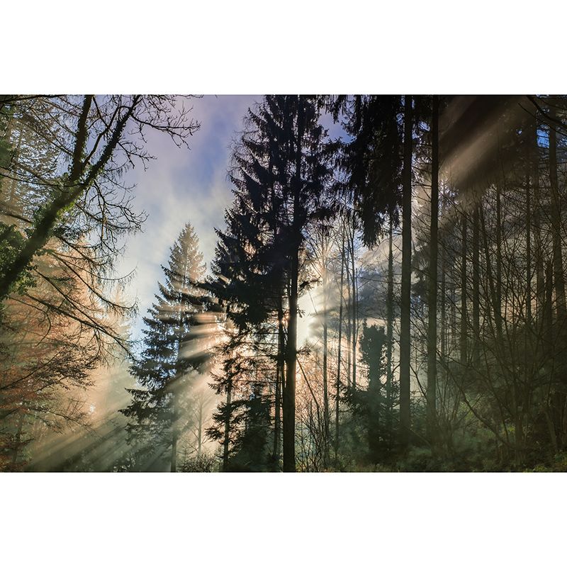 Eco-friendly Wall Mural Wallpaper Forest Sitting Room Wall Mural