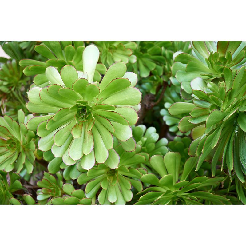 Green Plant Mural Decal Customized Modern Wall Covering for Sleeping Room