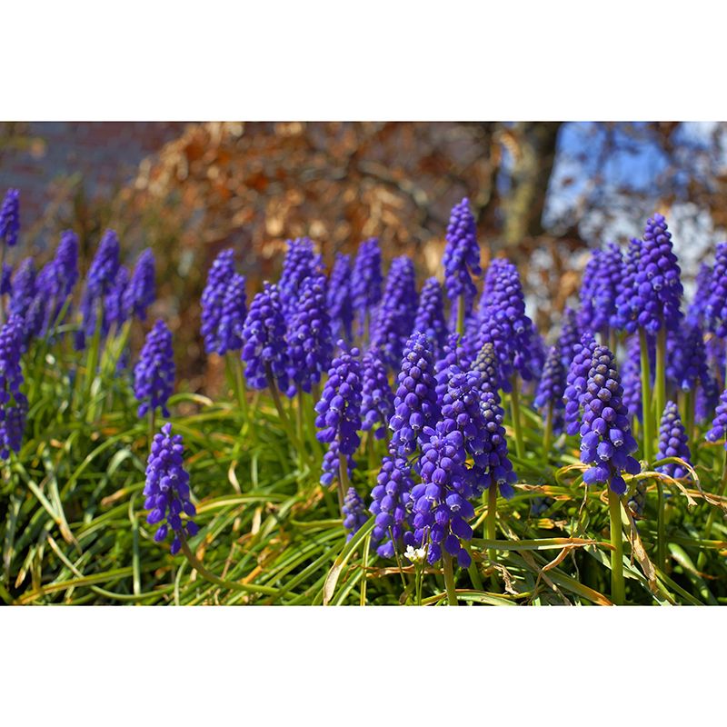 Hyacinth Modern Mural Decal Stain Resistant Wall Covering for Bedroom Bathroom