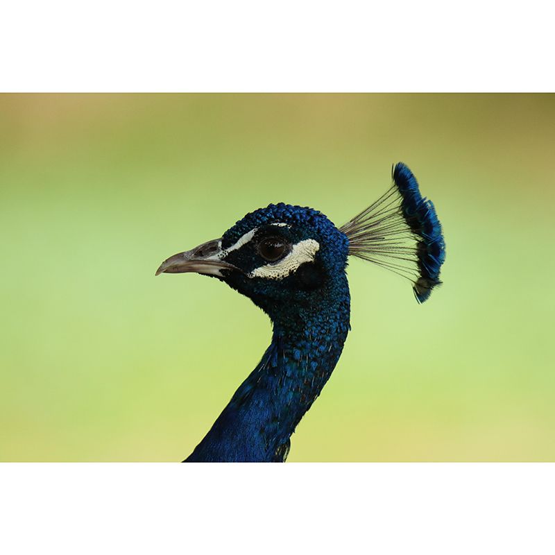 Peacock Animal Mural Wallpaper Stain Resistant Wall Covering for Gust Room