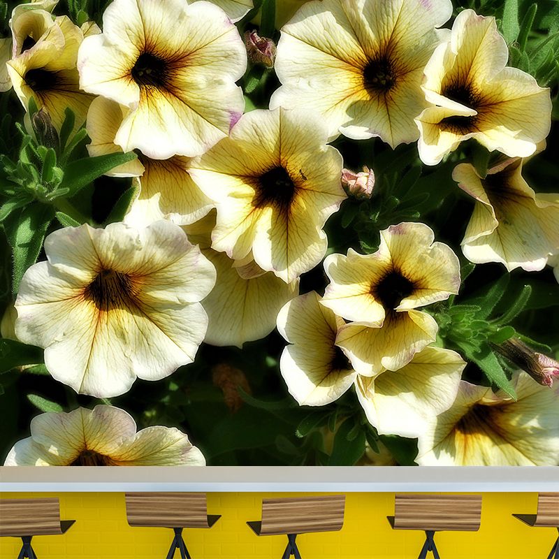 Petunias Flowers Wallpaper Mural Decal Customized Modern Wall Covering for Bedroom