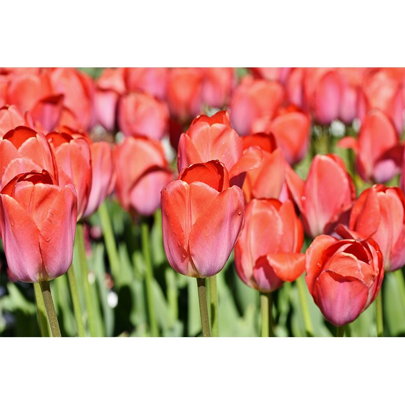 Kleurrijk Tulp Bloem Muurschildering Behang Minimalistisch Muurdecor, Aangepaste Grootte Beschikbaar