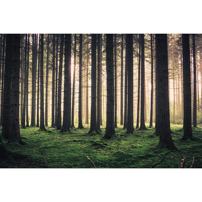 Modern Style Wall Mural Forest Decorative Eco-friendly Wall Art