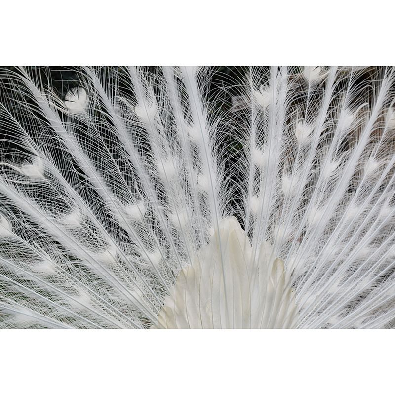 Tropical Style Feather Mural Mildew Resistant for Sitting Room Bedroom