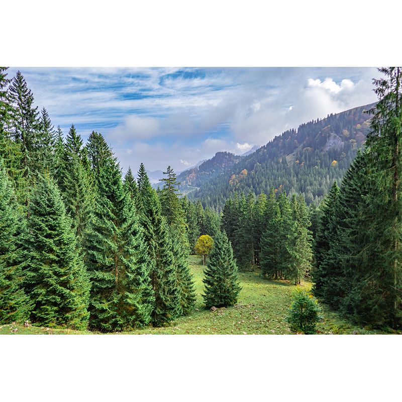 Contemporary Moisture Resistant Forest Mural Wall Covering for House Wall Decor