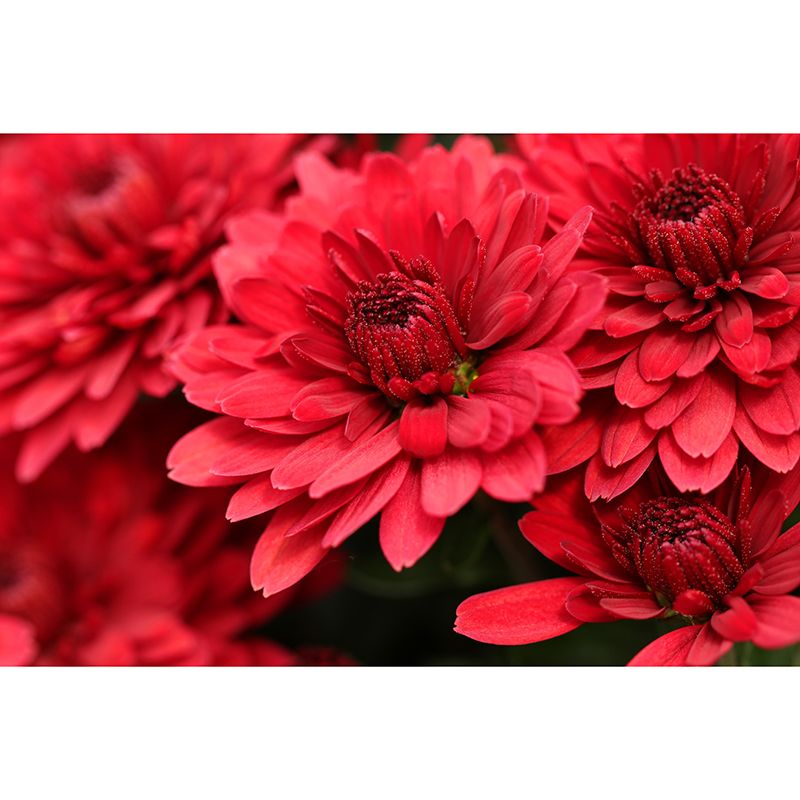 Gerbera Flower Mural Wallpaper Wall Covering Mildew Resistant for Sleeping Room