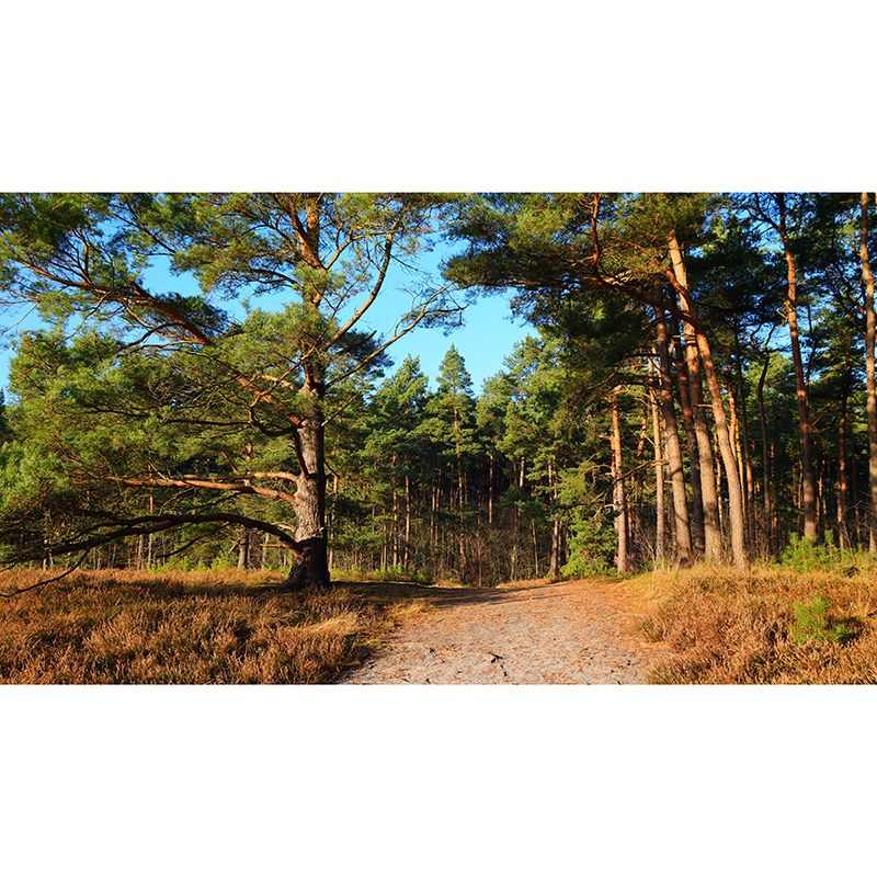 Forest Trees View Mural Moisture Resistant Contemporary Bedroom Wall Covering