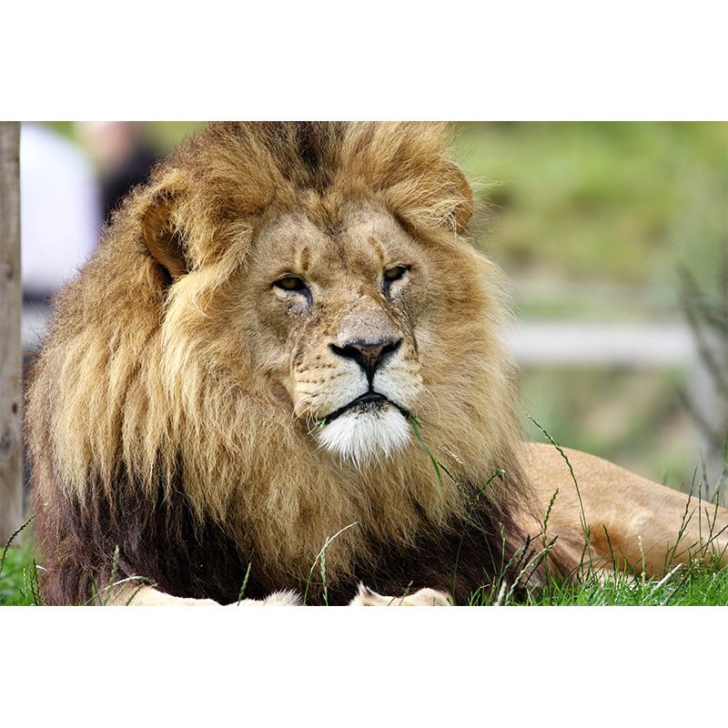 Wild Animal Lion Mural Wallpaper for Living Room, Multiple Sizes Available