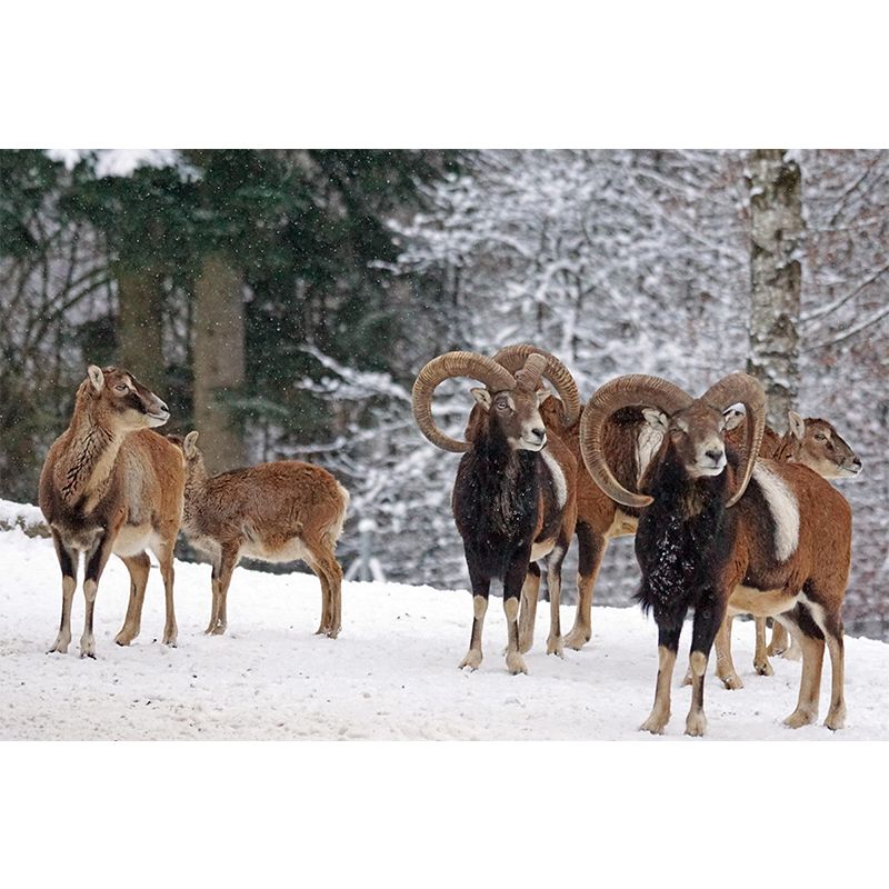 Modern Ovis Musimon Mural Wall Decor Mildew Resistant Living Room Wall Mural for Wall Decor