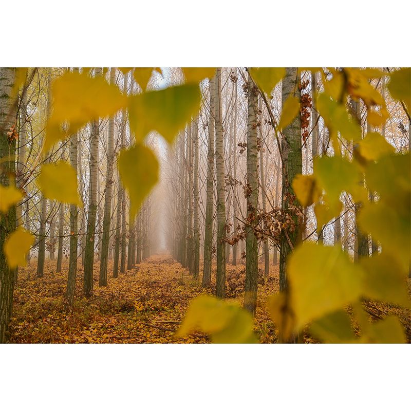 Forest Wall Mural Modernism Wall Decoration for Bedroom, Customer Size