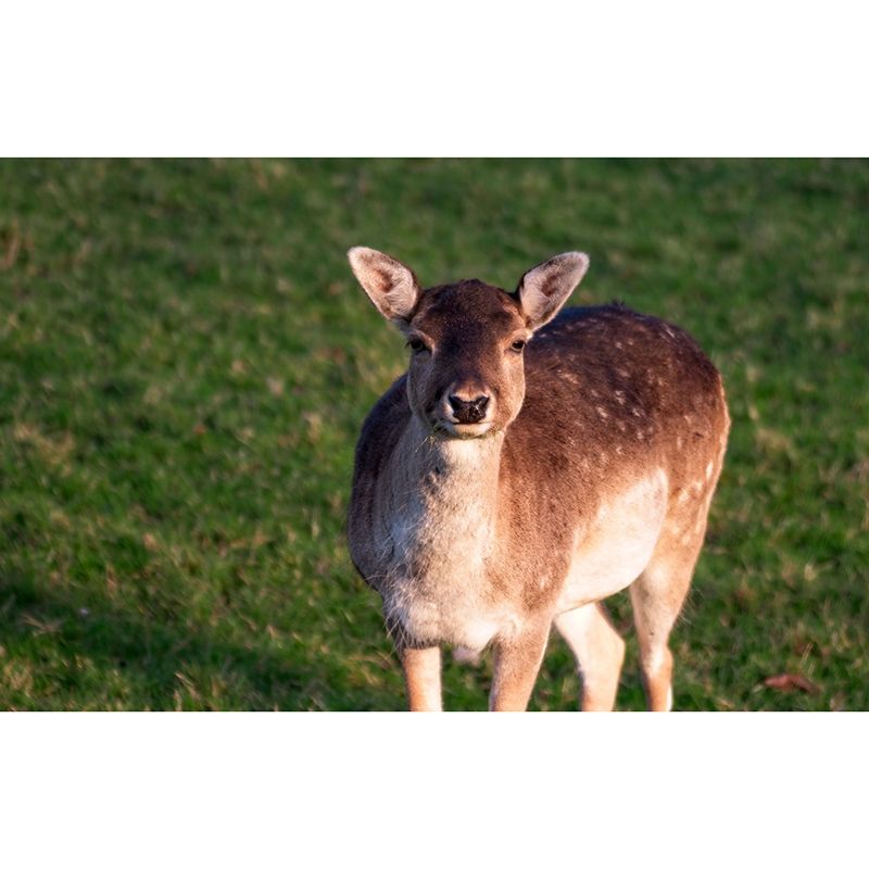 Modern Deer Animal Wall Mural for Living Room Bedroom, Removable, Customized Size