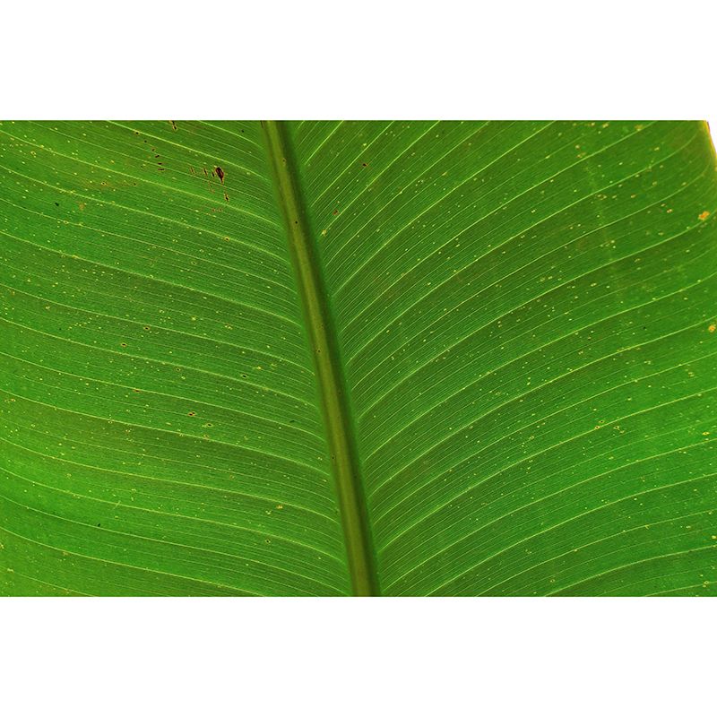 Green Plant Wall Mural with Leaf Surface Pattern for Living Room Home Decor