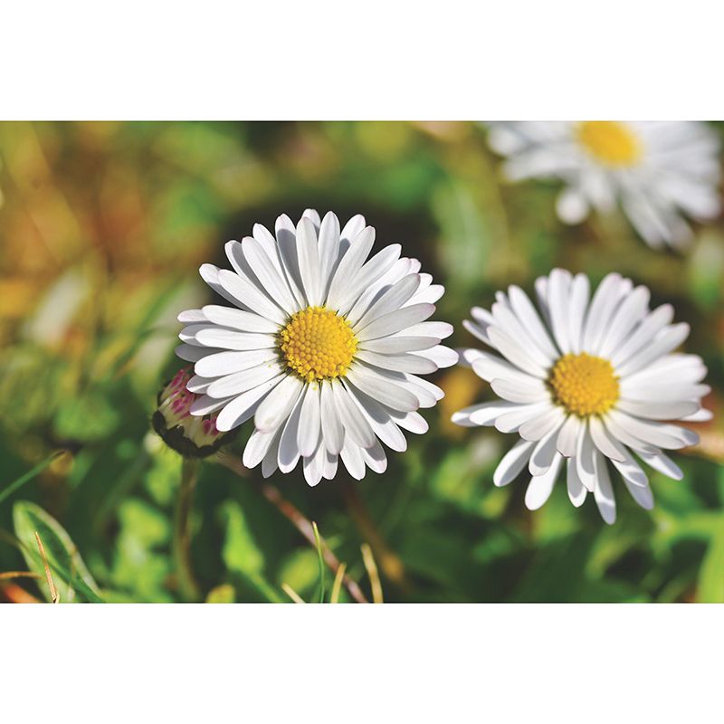 Modern Daisy Mural Wallpaper Stain Resistant Wall Covering for Living Room