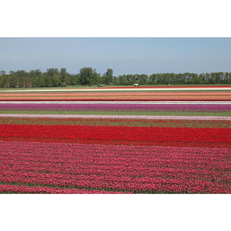 Contemporary Tulip Home Mural Mildew Resistant Wall Decor for Dining Room