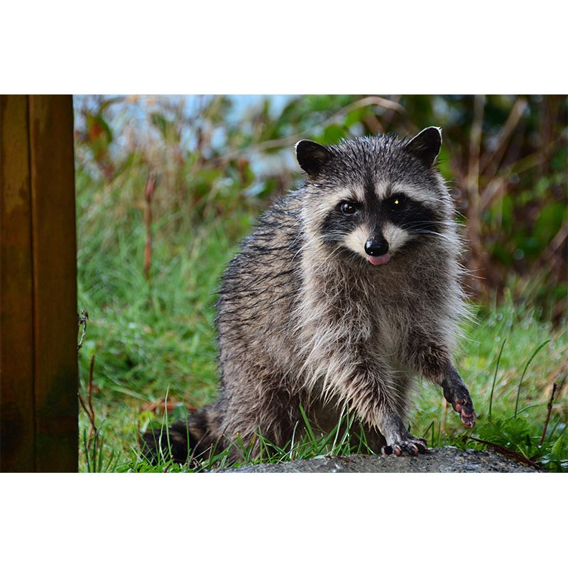 Raccoon Mural Wallpaper Contemporary Style Wall Covering for Living Room