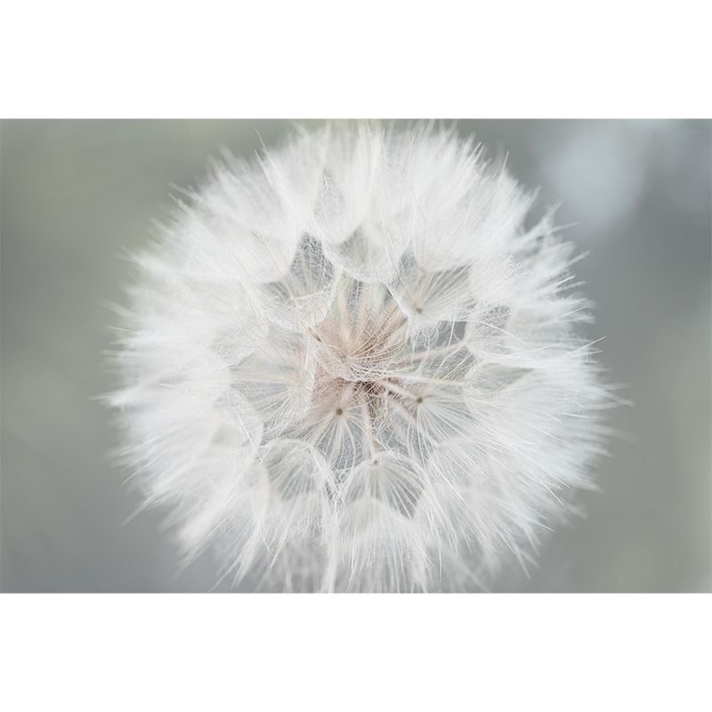 Seed Plants Wall Mural for Reading Room Eco-friendly Wall Covering, Customized