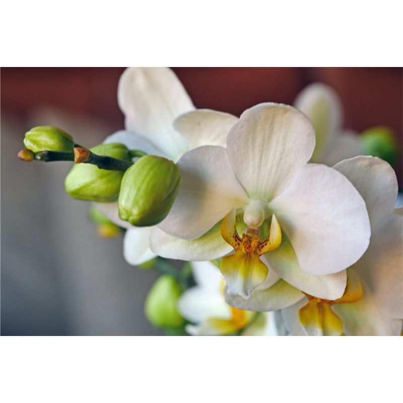 Orchid Contemporary Mural Decal Sitting Room Moisture Resistant Wall Decor