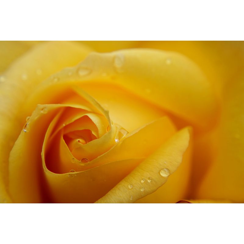 Photography Stain Resistant Mural Wallpaper Roses Living Room Wall Mural