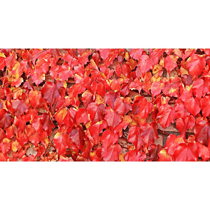 Wild Grape Leaves Mural Wallpaper Eco-friendly Moisture Resistant for Bedroom