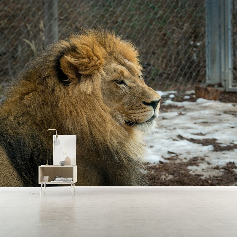 Ferocious Lion Wallpaper Murals Modern Wall Art for Sitting Room, Personalised Size