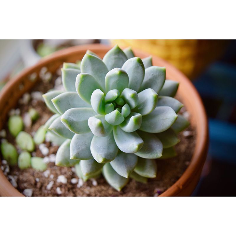 Tropical Plants Mural House Interior Wall Art, Made to Measure, Waterproofing