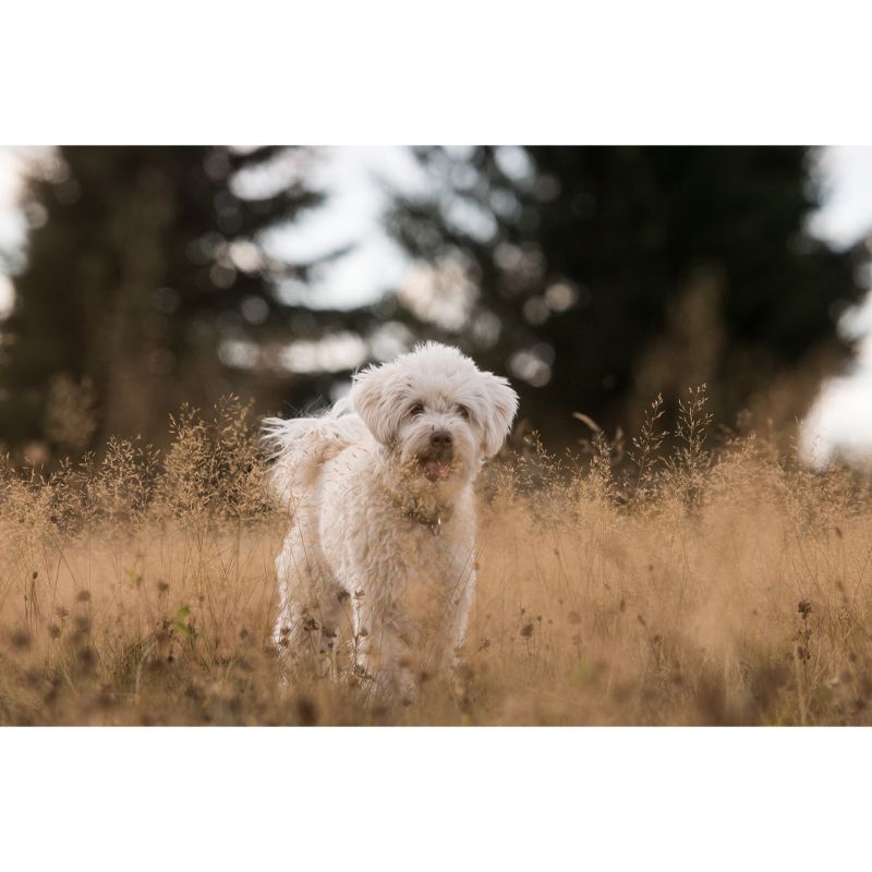 Cute Dog Mural Wallpaper Photography Mildew Resistant for Living Room Bedroom