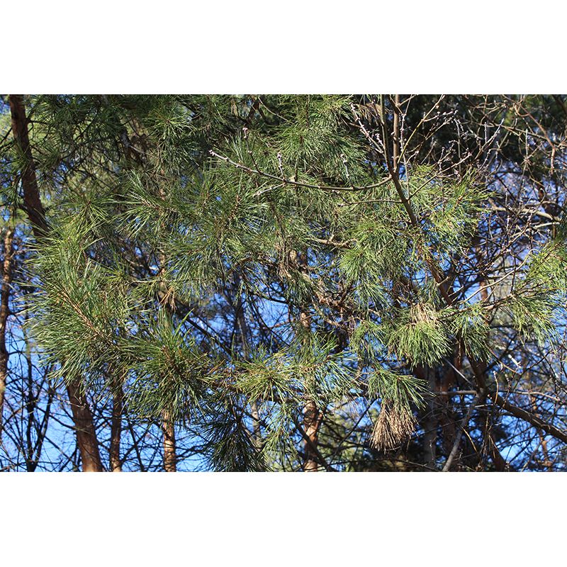 Pine Forest Wall Murals Moisture Resistant Wall Decor for Sleeping Room