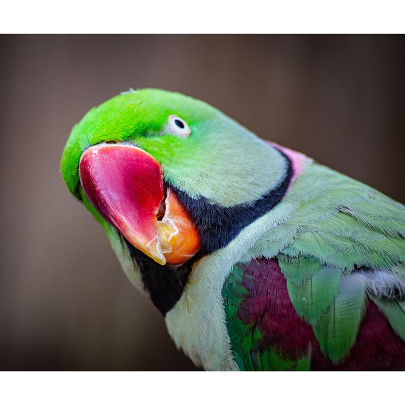 Bird Mildew Resistant Wild Animal Mural Contemporary Photography Bedroom Wall Mural