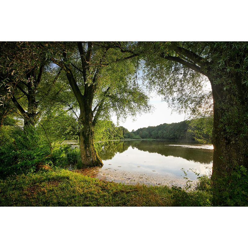 Forest Landscapes Mural Contemporary Mildew Resistant Wall Covering for Dining Room