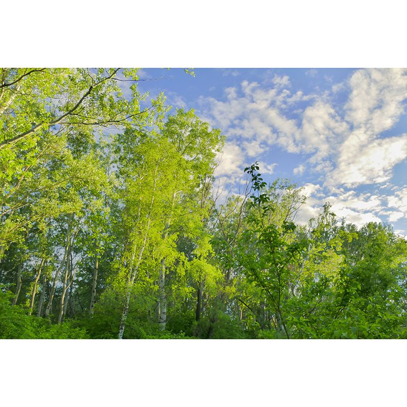 Forest Tree Contemporary Mural Decal Sitting Room Water Resistant Wall Decor