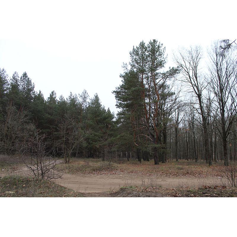 Pine Tree Mural Wall Covering Decorative Mildew Resistant for Sitting Room