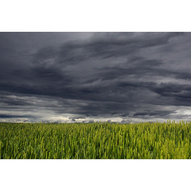 Wheat Field Modern Photography Mural Wallpaper Indoor Wall Mural