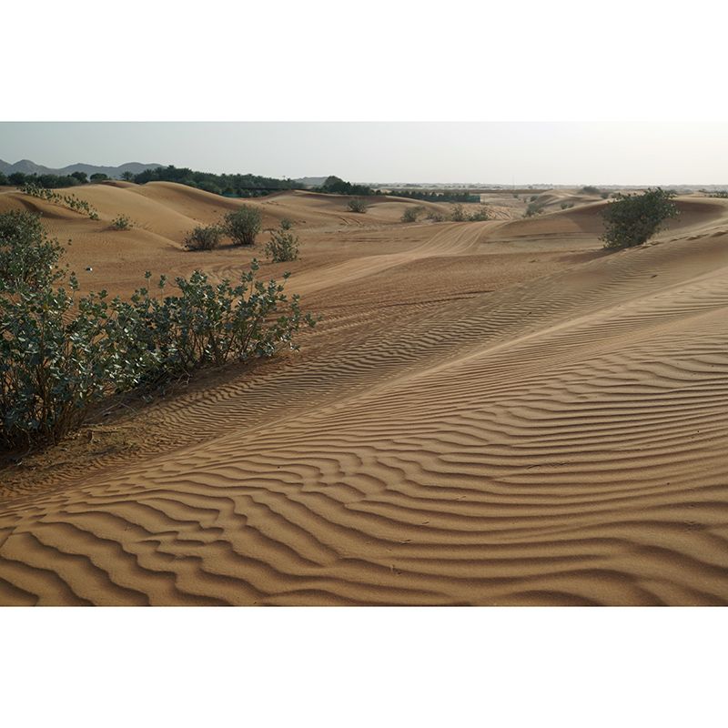 Desert Landscape Wall Murals for Guest Room Water Resistant Wall Decor, Customized Size