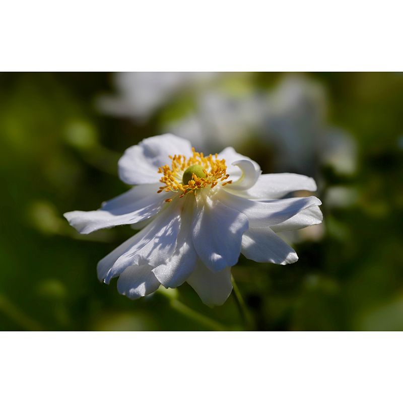 Customized Moisture Resistant Mural Wallpaper Decal Autumn Anemone Wall Decor