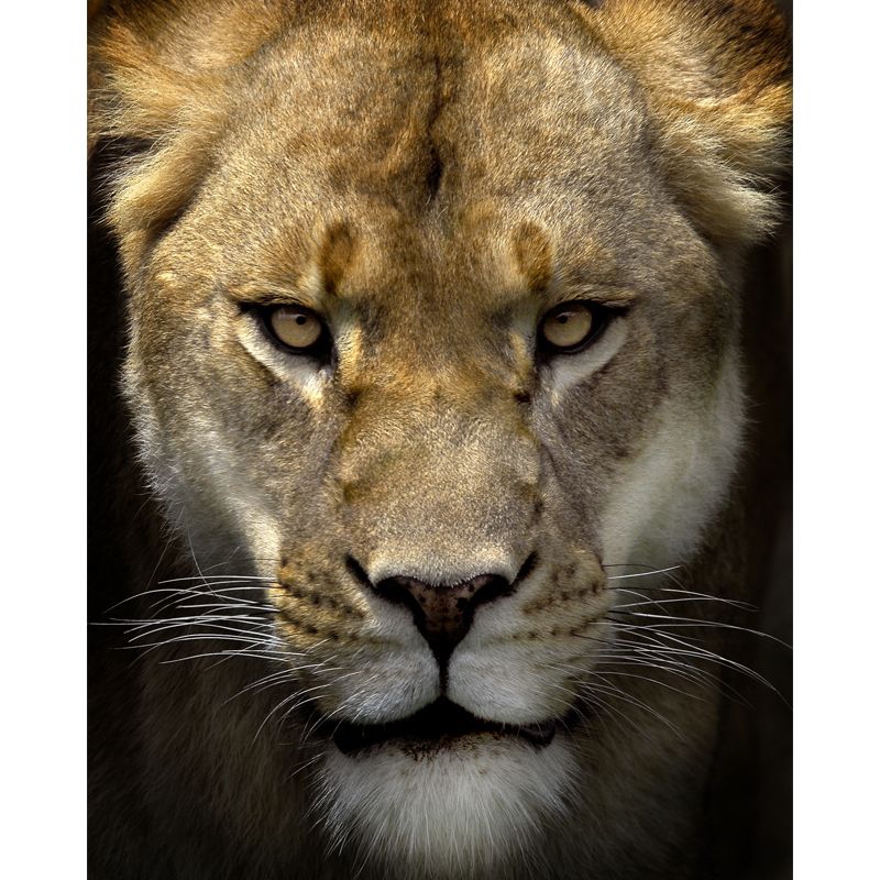 Photography Lion Head Mural Decal Huge Wall Covering for Living Room, Custom Made