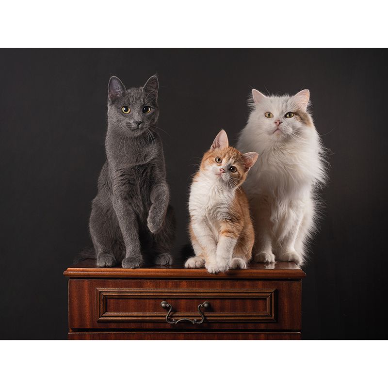 Eco-friendly Wall Mural Wallpaper Cute Cats Photography Sitting Room Wall Mural