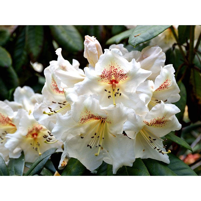 Bright Rhododendron Mural Stain Resistant Wall Art for Living Room Sitting Room