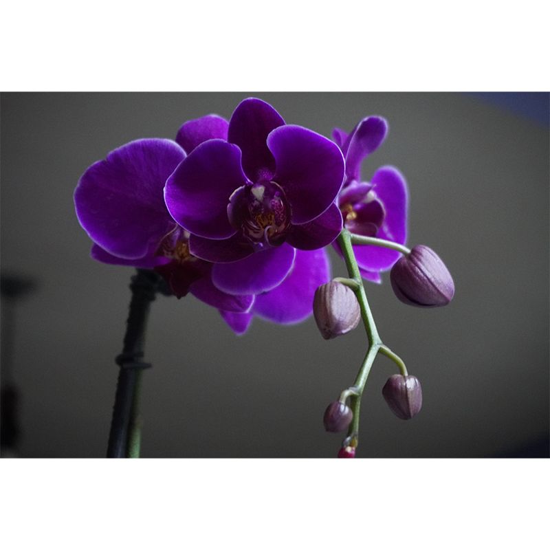 Orchid Mural Wallpaper Modernism Wall Art for Home, Personalized Size Available