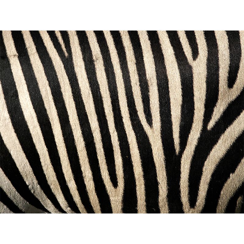 Dark Color Modern Wall Mural Decal Large Animal Print Wall Covering for Sitting Room